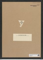 Diatomeae indet. Zeichnungen Sammlung Grunow Nr. 6932 (NHMW-BOT-W0375814)